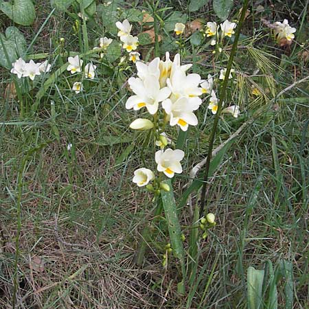 Freesia refracta \ Freesie / Freesia, Mallorca/Majorca Port de Andratx 3.4.2012