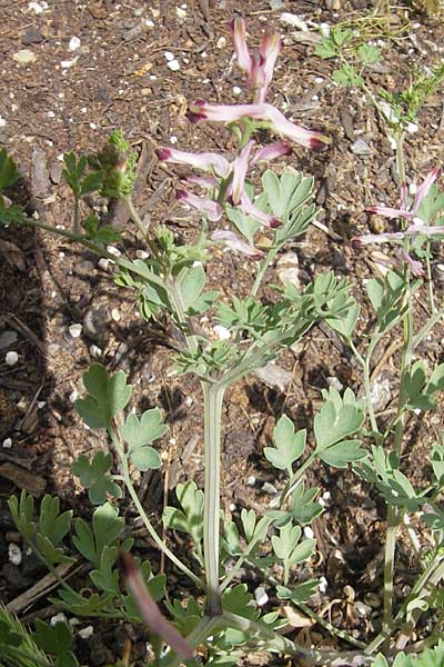 Fumaria sepium \ Zaun-Erdrauch / Coastal Fumitory, Mallorca/Majorca Soller 23.4.2011