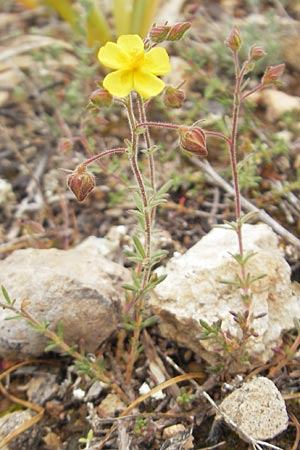 Fumana thymifolia \ Thymianblttriges Nadelrschen / Thyme-Leaved Sun-Rose, Mallorca/Majorca S'Arenal 25.4.2011