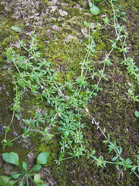 Galium parisiense s.str. / Wall Bedstraw, Majorca Torrent de Pareis 27.4.2011