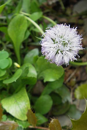 Globularia majoricensis \ Balearen-Kugelblume, Mallorca Soller Botan. Gar. 23.4.2011