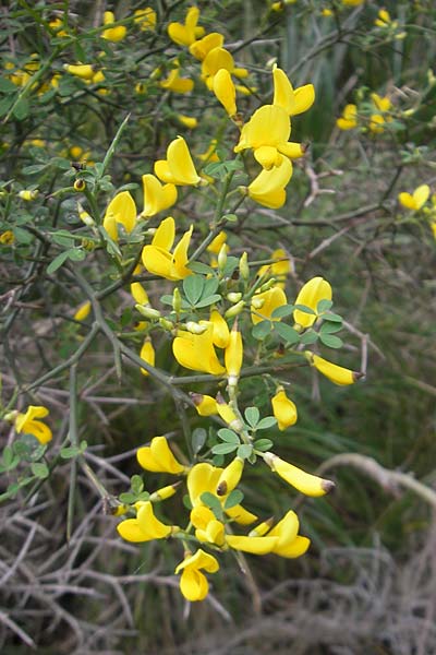 Calicotome spinosa / Thorny Broom, Majorca Andratx 23.4.2011