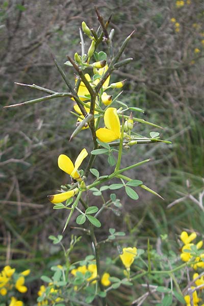 Calicotome spinosa \ Stacheliger Dorn-Ginster / Thorny Broom, Mallorca/Majorca Andratx 23.4.2011