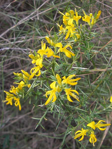 Genista lucida \ Glnzender Ginster / Shiny Broom, Mallorca/Majorca Cala Mondrago 5.4.2012