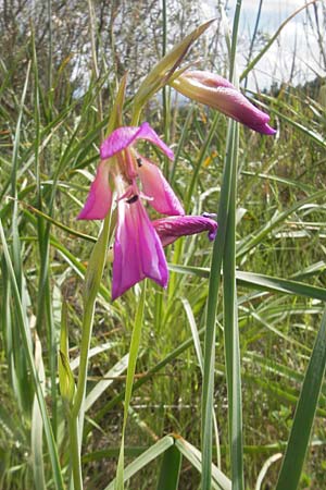 Gladiolus illyricus / Wild Gladiolus, Majorca Andratx 22.4.2011