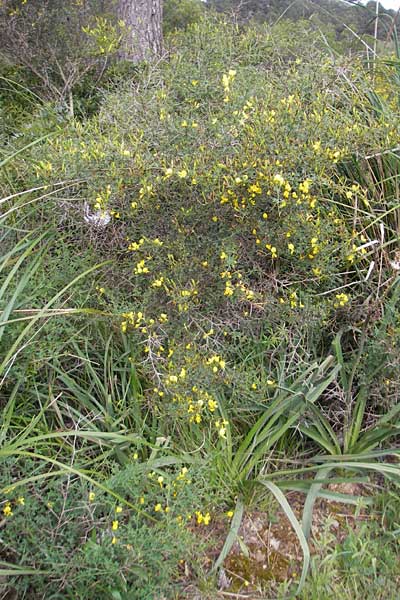 Calicotome spinosa / Thorny Broom, Majorca Andratx 23.4.2011