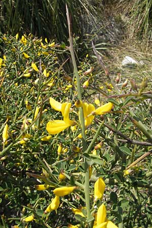 Calicotome spinosa / Thorny Broom, Majorca Sa Calobra 27.4.2011