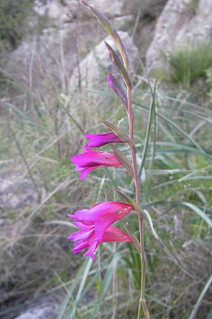 Gladiolus illyricus / Wild Gladiolus, Majorca Sant Elm 9.4.2012