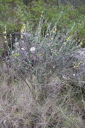 Anthyllis cytisoides \ Ruten-Wundklee / Broom-Like Kidney Vetch, Mallorca/Majorca Andratx 22.4.2011