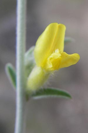 Anthyllis cytisoides \ Ruten-Wundklee, Mallorca Andratx 22.4.2011