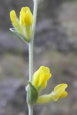 Anthyllis cytisoides \ Ruten-Wundklee / Broom-Like Kidney Vetch, Mallorca/Majorca Andratx 22.4.2011