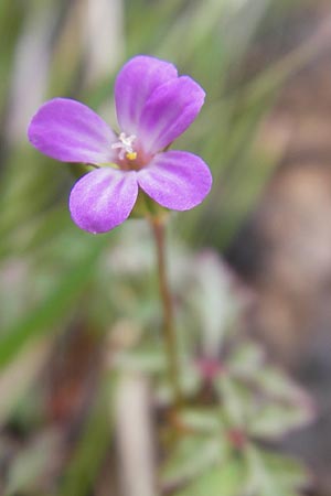 Geranium purpureum \ Purpur-Storchschnabel, Mallorca Banyalbufar 23.4.2011