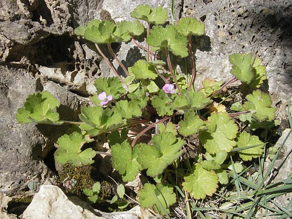 Geranium rotundifolium \ Rundblättriger Storchschnabel / Round-Leaved Crane's-Bill, Mallorca/Majorca Alaro 7.4.2012