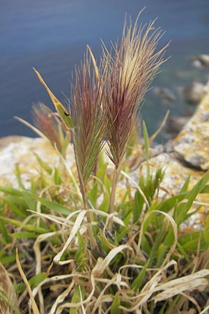 Hordeum jubatum \ Mhnen-Gerste, Mallorca Sant Elm 29.4.2011