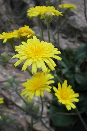 Crepis triasii \ Klippen-Pippau / Crag Hawk's-Beard, Mallorca/Majorca Betlem 28.4.2011