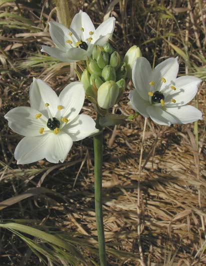 Ornithogalum arabicum \ Arabischer Milchstern / Arabian Star Flower, Black Pearl Lily, Mallorca/Majorca Porto Pollensa 1.5.2005 (Photo: Walter Husler)