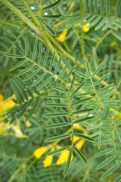 Hippocrepis balearica \ Balearen-Hufeisenklee / Shrubby Horseshoe Vetch, Mallorca/Majorca Soller Botan. Gar. 4.4.2012