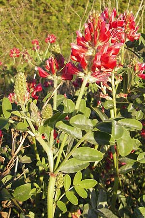 Hedysarum coronarium / Sweetvetch, French Honeysuckle, Majorca Pollensa 11.4.2012