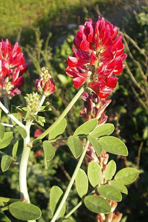 Hedysarum coronarium \ Kronen-Sklee / Sweetvetch, French Honeysuckle, Mallorca/Majorca Pollensa 11.4.2012