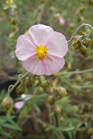 Helianthemum scopulicolum \ Mallorquinisches Sonnenrschen, Mallorca Soller Botan. Gar. 23.4.2011