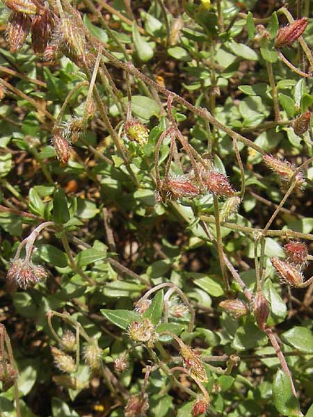 Helianthemum origanifolium subsp. serrae \ Dostblättriges Sonnenröschen / Majoram-Leaved Rock-Rose, Mallorca/Majorca Soller Botan. Gar. 23.4.2011