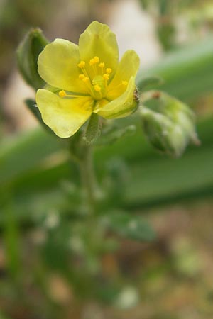 Helianthemum salicifolium \ Weidenblttriges Sonnenrschen / Willowleaf Rock-Rose, Mallorca/Majorca S'Arenal 5.4.2012