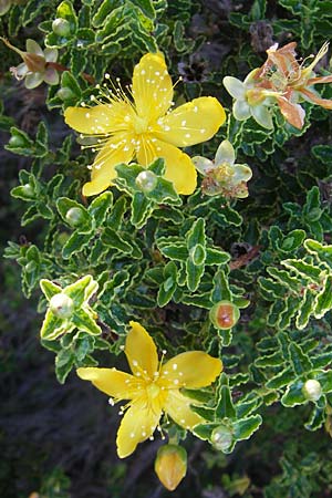 Hypericum balearicum \ Balearen-Johanniskraut / Balearic St. John's-Wort, Mallorca/Majorca Pollensa 11.4.2012