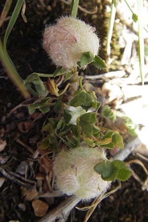 Trifolium tomentosum \ Filziger Klee / Wooly Clover, Mallorca/Majorca Alaro 7.4.2012