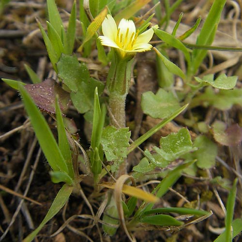 Hyoseris scabra \ Rauer Schweinssalat, Mallorca Andratx 3.4.2012