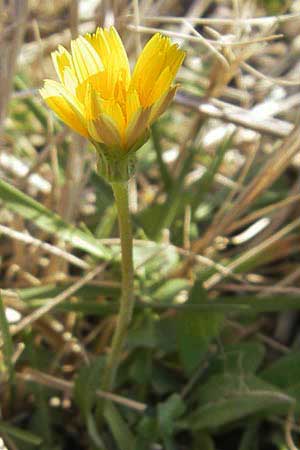 Hyoseris radiata \ Schweinssalat / Perennial Hyoseris, Mallorca/Majorca Cap Formentor 10.4.2012