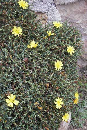 Launaea cervicornis \ Dornlattich / Hedgehog Lettuce, Mallorca/Majorca Cap Formentor 24.4.2011