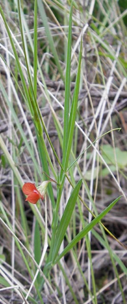 Lathyrus setifolius \ Grasblttrige Platterbse / Brown Vetchling, Narrow-Leaved Red Vetchling, Mallorca/Majorca Andratx 3.4.2012