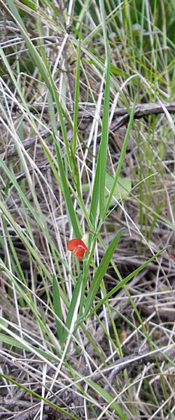 Lathyrus setifolius \ Grasblttrige Platterbse / Brown Vetchling, Narrow-Leaved Red Vetchling, Mallorca/Majorca Andratx 3.4.2012