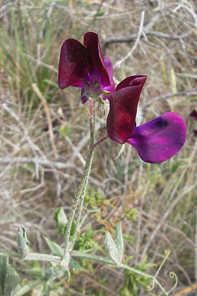 Lathyrus odoratus \ Duftende Platterbse, Garten-Wicke, Mallorca Cala Mondrago 5.4.2012