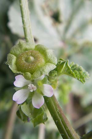 Malva multiflora \ Kretische Strauchpappel / Small Tree Mallow, Cretan Hollyhock, Mallorca/Majorca Ca'n Picafort 30.4.2011