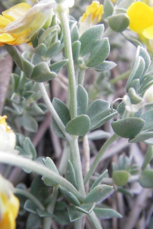 Lotus cytisoides \ Geikleeartiger Hornklee / Grey Bird's-Foot Trefoil, Mallorca/Majorca Pollensa 11.4.2012