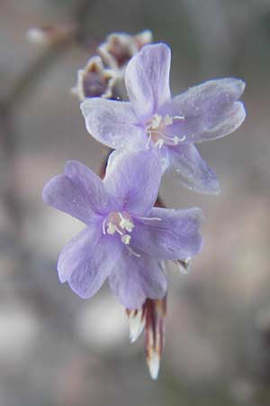 Limonium minutum ? \ Kleiner Strandflieder / Dwarf Sea Lavender, Mallorca/Majorca Cala Pi 8.4.2012