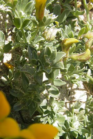 Lotus cytisoides \ Geikleeartiger Hornklee / Grey Bird's-Foot Trefoil, Mallorca/Majorca Cala Mondrago 5.4.2012