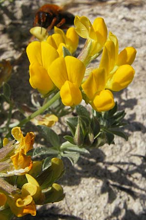 Lotus cytisoides \ Geikleeartiger Hornklee / Grey Bird's-Foot Trefoil, Mallorca/Majorca Cala Mondrago 5.4.2012