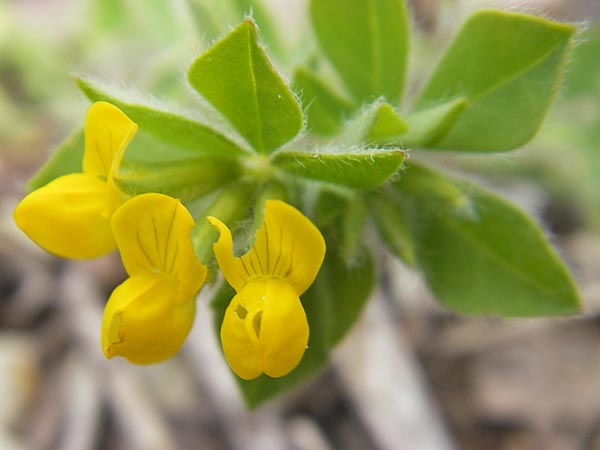 Lotus ornithopodioides \ Vogelfuhnlicher Hornklee / Clustered Bird's-Foot Trefoil, Mallorca/Majorca Andratx 22.4.2011