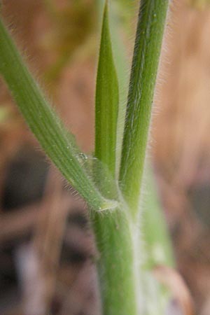 Lagurus ovatus \ Sdliches Samtgras, Hasenschwnzchen / Hare's Tail Grass, Mallorca/Majorca Peguera 25.4.2011