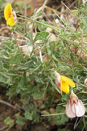 Lotus tetraphyllus \ Vierblttriger Hornklee / Four-Leaf Bird's-Foot Trefoil, Mallorca/Majorca Andratx 26.4.2011