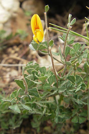 Lotus tetraphyllus \ Vierblttriger Hornklee / Four-Leaf Bird's-Foot Trefoil, Mallorca/Majorca Andratx 26.4.2011