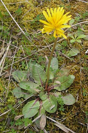 Taraxacum pyropappum / Late Dandelion, Majorca Andratx 3.4.2012