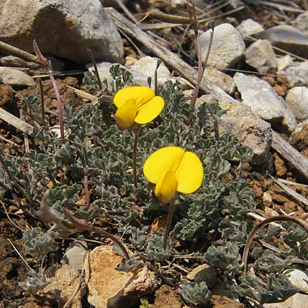 Lotus tetraphyllus \ Vierblttriger Hornklee / Four-Leaf Bird's-Foot Trefoil, Mallorca/Majorca Betlem 28.4.2011