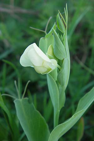 Lathyrus ochrus \ Flgel-Platterbse, Scheidige Platterbse, Mallorca Pollensa 11.4.2012