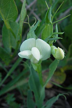 Lathyrus ochrus \ Flgel-Platterbse, Scheidige Platterbse, Mallorca Pollensa 11.4.2012