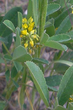 Melilotus segetalis \ Saat-Steinklee / Corn Melilot, Mallorca/Majorca Cala Pi 8.4.2012