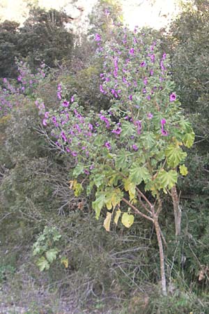 Malva arborea \ Baumfrmige Strauchpappel, Baum-Strauchpappel, Mallorca Cala Pi 8.4.2012