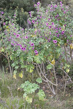 Malva arborea \ Baumfrmige Strauchpappel, Baum-Strauchpappel / Tree Mallow, Mallorca/Majorca Cala Pi 8.4.2012